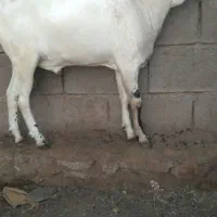 صومال