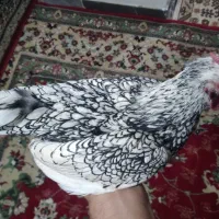 خروس میناتوری سیبرات سفید|حیوانات مزرعه|نهاوند, |دیوار