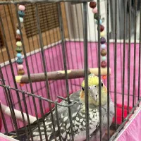 عروس هلندی|پرنده|تهران, جوادیه|دیوار