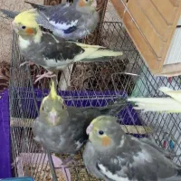 ۶عدد جوجه عروس هلندی دون خور و یدونه نر بالغ رام