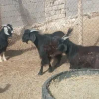 کهره نر