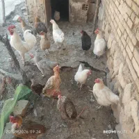 مرغ