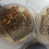 فروش عسل طبیعی کردستان، ژل رویال معجون تقویت جنسی|خوردنی و آشامیدنی|کلاله, |دیوار