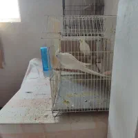 جفت عروس هلندی|پرنده|بندر ماهشهر, |دیوار