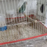 یک جفت کوتوله نر و ماده