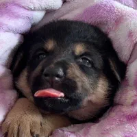 ژرمن شپرد ماده سالم، مناسب نگهبانی