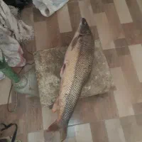 ماهی تازه ارس|ماهی|مرند, |دیوار