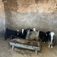 بز چکی میدم