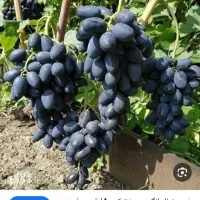 ریش|حراج|میاندوآب, |دیوار