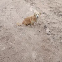 سگ خانگی پاکوتاه