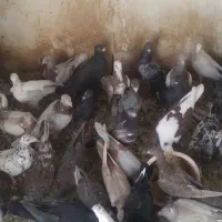 کفتر شهرستانی|پرنده|تهران, فلاح|دیوار