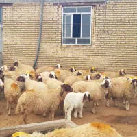 ۴۰ راس میش سنجابی|حیوانات مزرعه|ماهیدشت, |دیوار