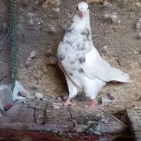 کبوتر سینه زرد بلژیکی و کله الماسی وطوقی لامرد|پرنده|لامرد, |دیوار