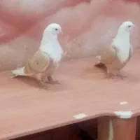 کبوتر|پرنده|نیشابور, سرآب کوشک|دیوار