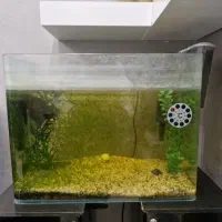 آکواریم  ماهی اسکار گربه ماهی