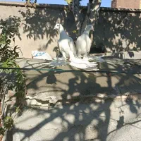 کبوتر پاپر آغ|پرنده|عجب شیر, |دیوار