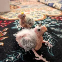 جوجه عروس هلندی|پرنده|زهک, |دیوار