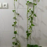 گل طبیعی|گل و گیاه طبیعی|چناران, |دیوار