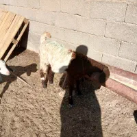 ۳تابزغاله۱۰م دانه۳۵۰۰بره چاق موجوده قصابی پذیرفته|حیوانات مزرعه|بجنورد, |دیوار