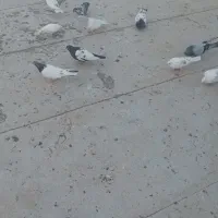 تعداد ۴۰ عدد کبوتر