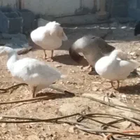 غاز اردک