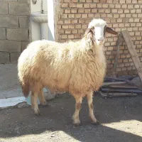 گوسفند ۲ سال|حیوانات مزرعه|بدره, |دیوار