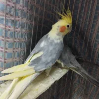 عروس هلندی نر و ماده|پرنده|قیدار, |دیوار