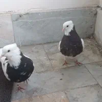 جفت طوقی با جوجه کفتر بوم پرشی