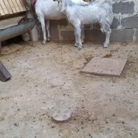 فروش. بز سوز دورگ کهره دار