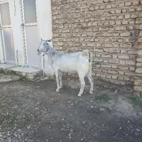 بز جوان ،سقلوزا ،تکه خورده آبستن