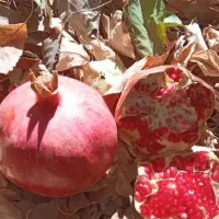 رب انار امساله خوش طعم ترش و ملس|خوردنی و آشامیدنی|قم, شهرک سازمان آب|دیوار