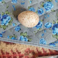 تخم مرغ نطفه داربوقلمو وتخم مرغ محلی