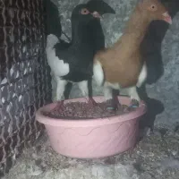 کبوتر یهودی