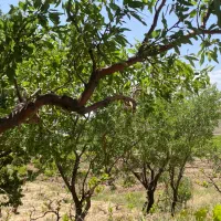 خونه باغ ۱۰۰۰متری استخردار|فروش خانه و ویلا|ضیاء آباد, |دیوار