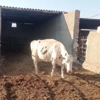 فروش گاو شکم سه هلشتن