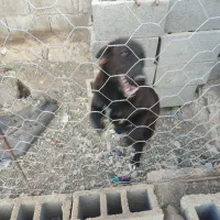 سگ نگهبان|سگ|فنوج, |دیوار