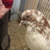 کفترگلی|پرنده|شیراز, دارالرحمه|دیوار