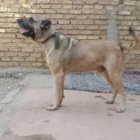 واگذاری سگ سرابی