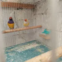 پرنده فنچ مولد معاوظه با توت فرنگی یا ستا ره ای