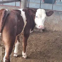 گاو و گوسال|حیوانات مزرعه|تهران, افسریه شمالی|دیوار