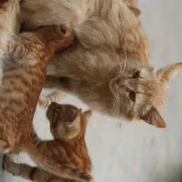 دوتا گربه واگذاری|گربه|کلاله, |دیوار