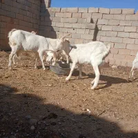 بزسانن|حیوانات مزرعه|سده (خراسان جنوبی), |دیوار