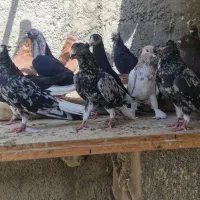 کفتر هفترنگ سرور زاغ زرد دم سفید|پرنده|تهران, گلستان (شهرک راه آهن)|دیوار