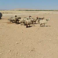 میش ترکی