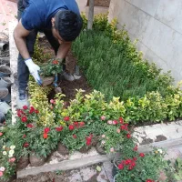 خدمات باغبانی باغچه کاری گلکاری خاک گلدون هرس کاری