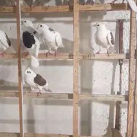 کبوتر