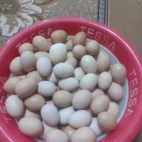 تخم مرغ محلی|خوردنی و آشامیدنی|سده (خراسان جنوبی), |دیوار