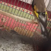 سهره قناری سهره نر|پرنده|مرودشت, سهل‌آباد|دیوار