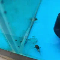 کت اکاسیس یه کت محبوب|ماهی|کرج, عظیمیه|دیوار