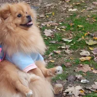 سگ پامرین آپارتمانی